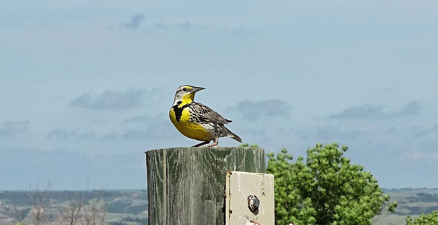 meadowlark